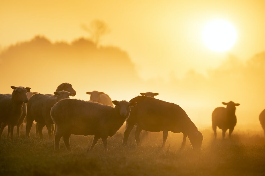 sheep herd grazing on pasture at sunrise